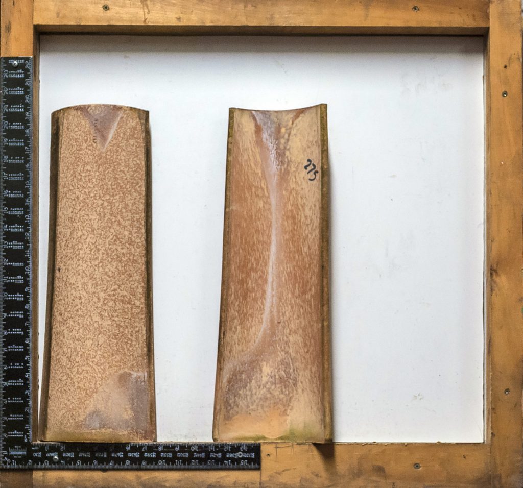 ロベ（20）茗荷 Redland 20