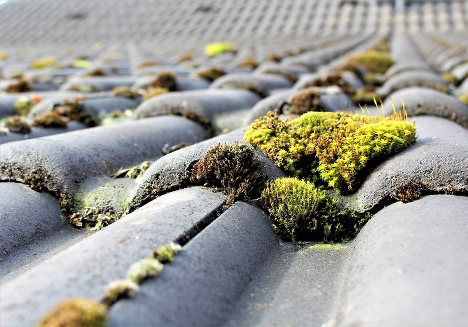 Roof moss growing between tiles and cracks