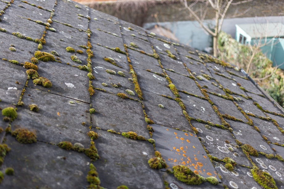green algae on slate roof tiles