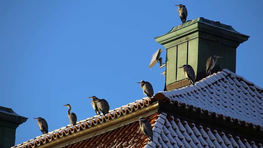 wildlife on the roof
